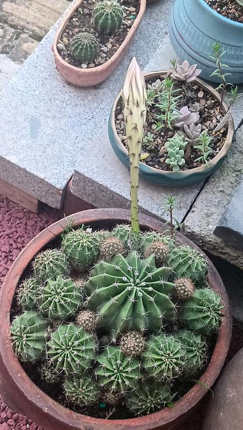 仙人掌花盆配色技巧有哪些？
