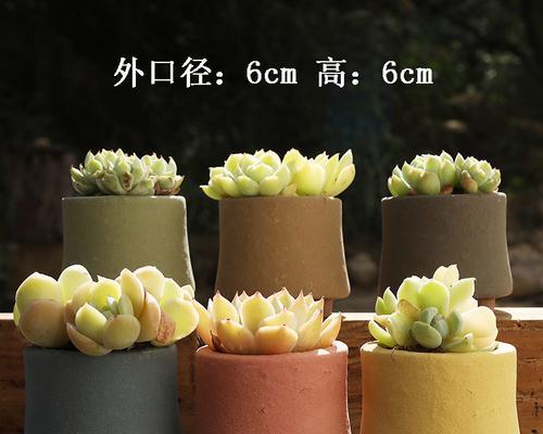仙人掌花盆配色技巧有哪些？