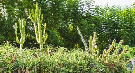 仙人掌植物受伤后如何使用愈合剂？使用步骤是什么？