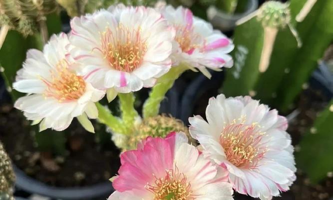 丽花仙人球的繁殖和颜色变化是怎样的？