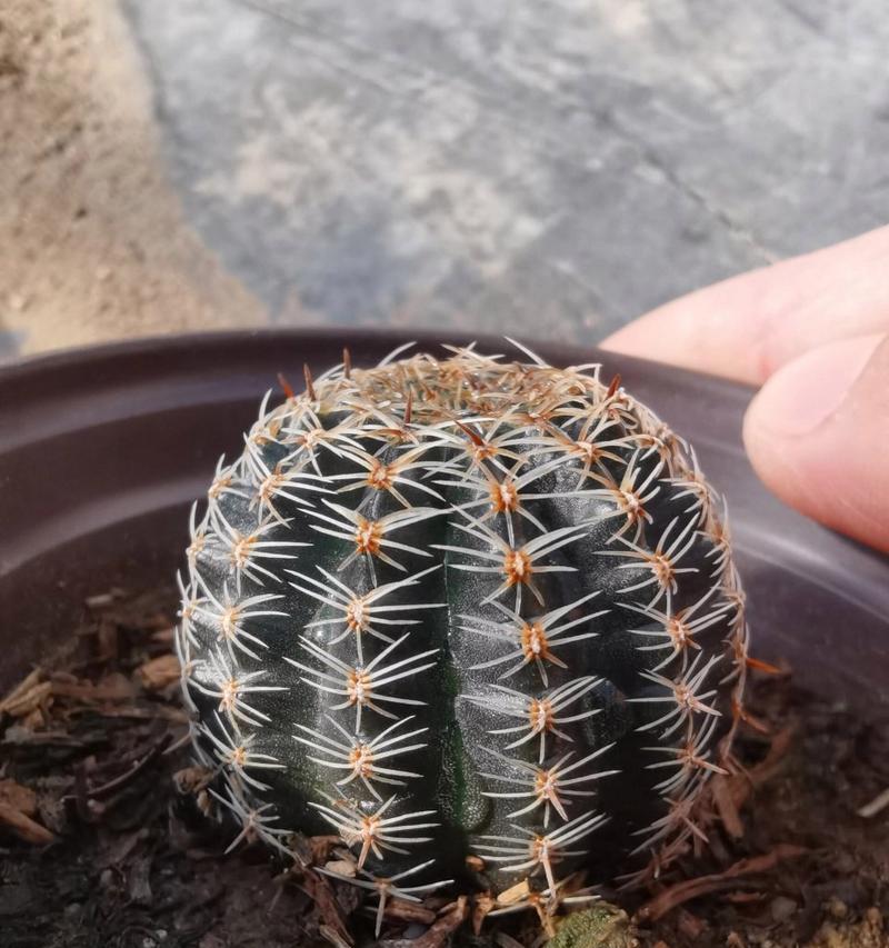 丽花仙人球的繁殖和颜色变化是怎样的？