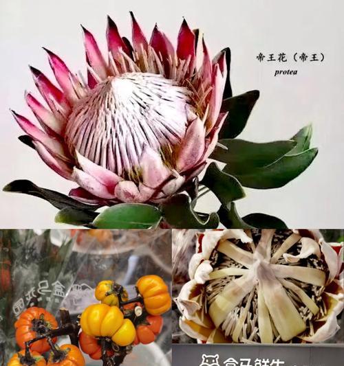 盒马洋牡丹花的养护与保养方法是什么？如何保持其美观？