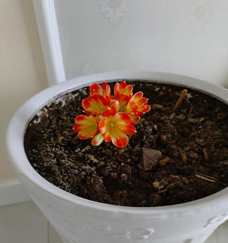 君子兰种植技巧有哪些