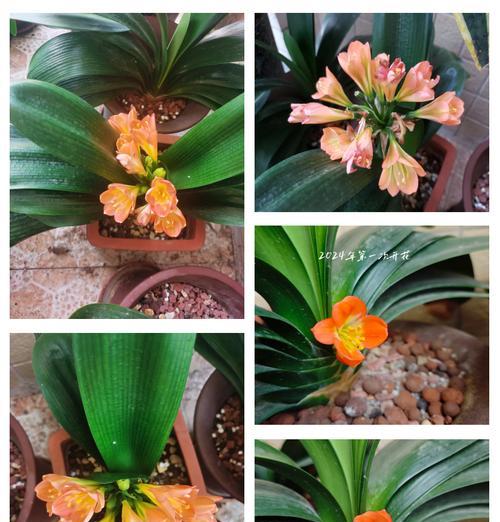 君子兰种植技巧有哪些
