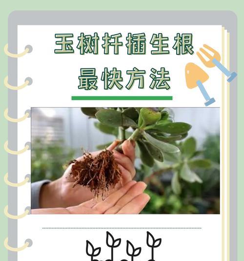扦插仙人球的正确步骤是什么？