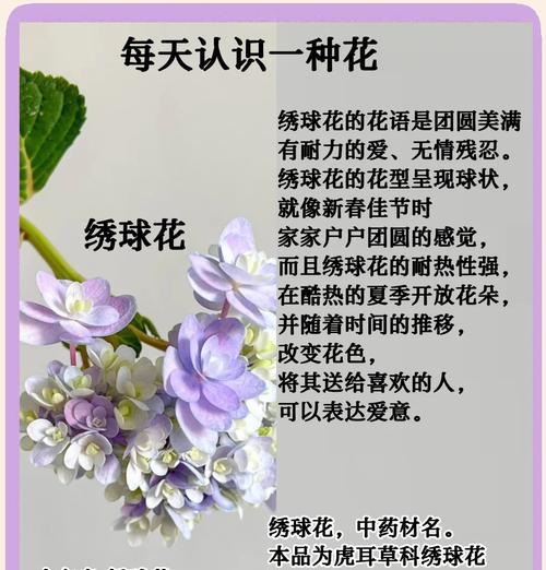 花语通常象征着哪些花朵？