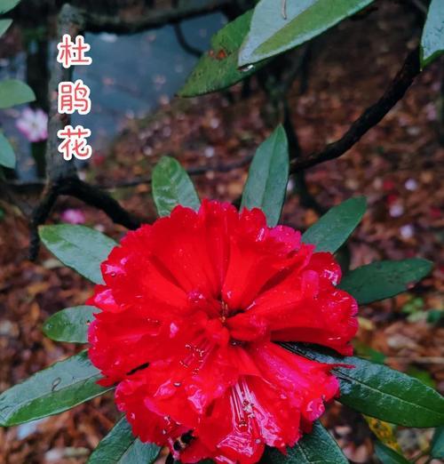 十里杜鹃花都有什么花语？杜鹃花语的多样性体现在哪里？