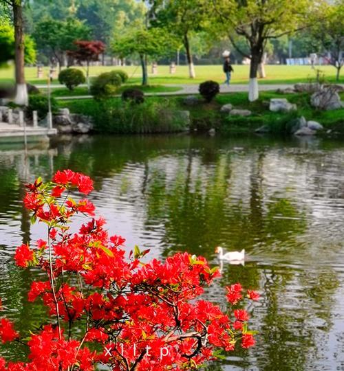 十里杜鹃花都有什么花语？杜鹃花语的多样性体现在哪里？