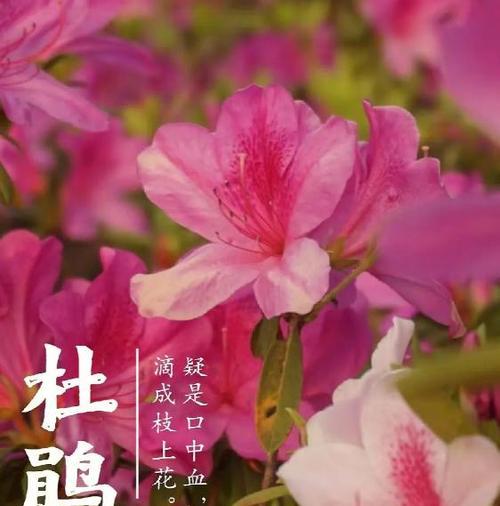 杜鹃花语是什么意思？它在花语中代表什么？
