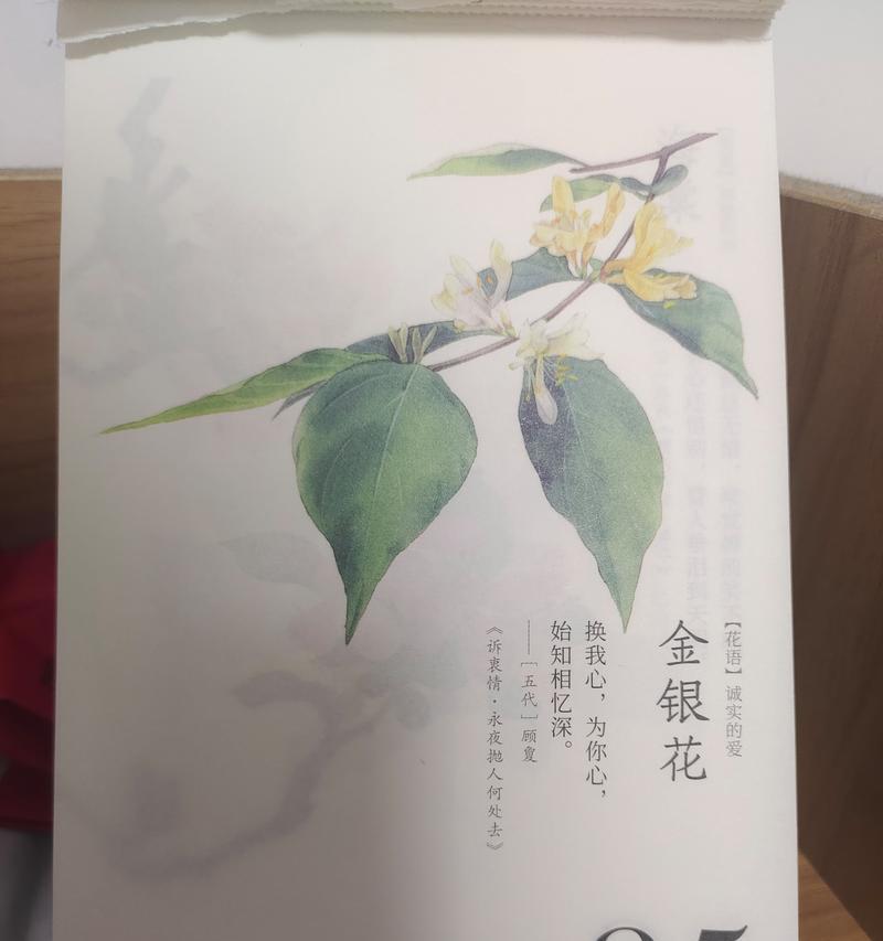 杜鹃花语是什么意思？它在花语中代表什么？