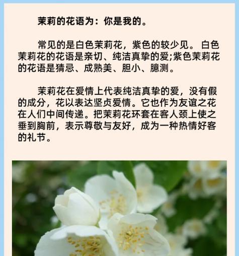哪种花的花语最受欢迎？它代表了什么？