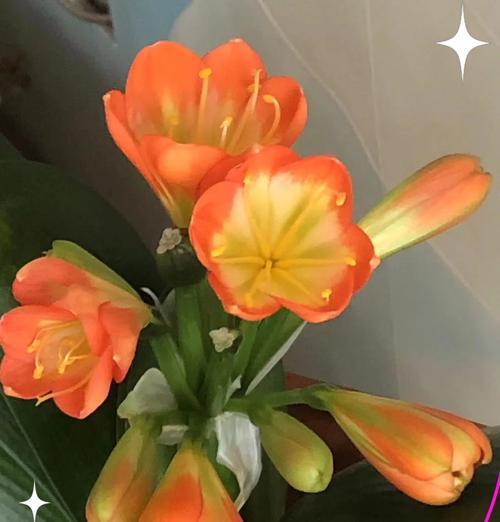 老宋养的君子兰如何才能开花？君子兰开花需要什么条件？