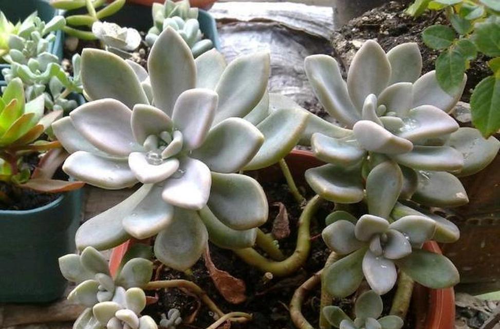 海棠玫瑰花冬季养护技巧？怎样安全过冬？