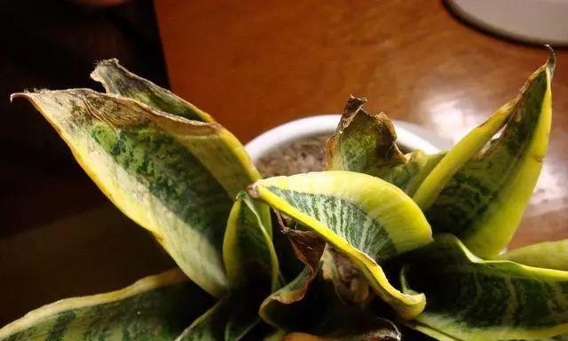 海棠玫瑰花冬季养护技巧？怎样安全过冬？
