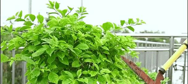 海棠玫瑰花冬季养护技巧？怎样安全过冬？