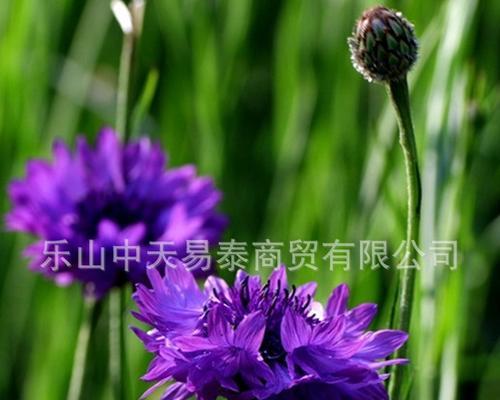 乐山话中的花语如何发音？