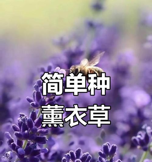 薰衣草的花语寓意是什么？