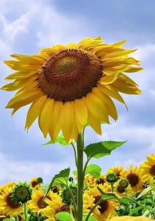 向日葵和郁金香共同的花语是什么？
