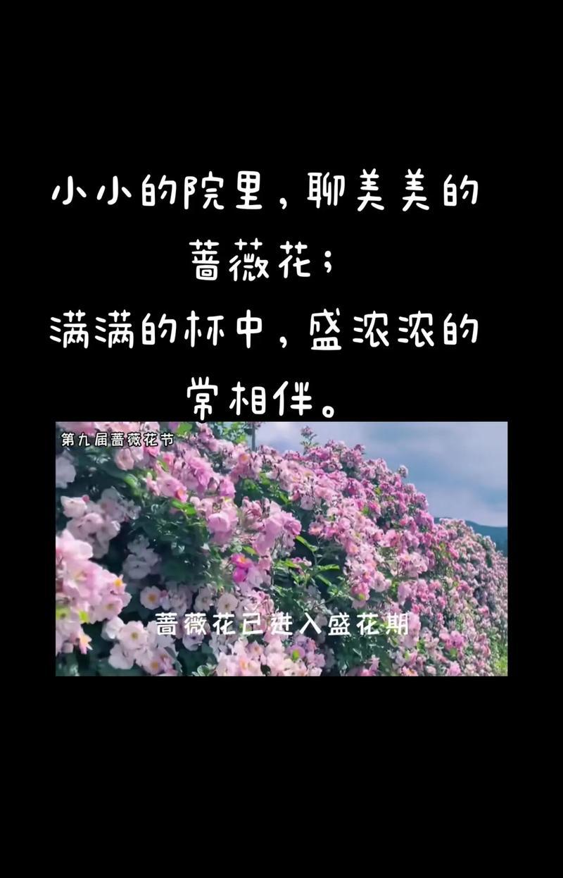 蔷薇花的花语与颜色有何关联？