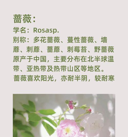 蔷薇花的花语与颜色有何关联？