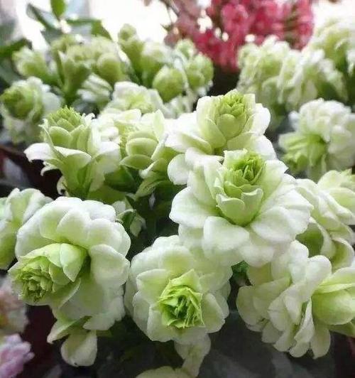 长寿花的花语有哪些特别之处？