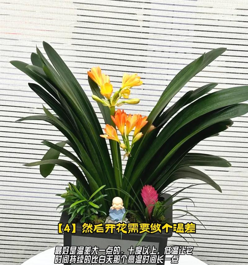 黄花叠瓣君子兰的养护和管理技巧是什么？如何保持其美观？