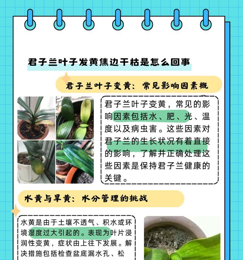 黄花叠瓣君子兰的养护和管理技巧是什么？如何保持其美观？