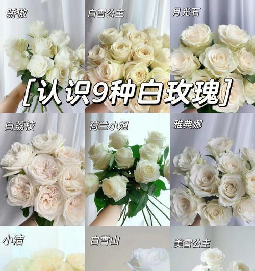 月光花语在语音软件中代表什么？