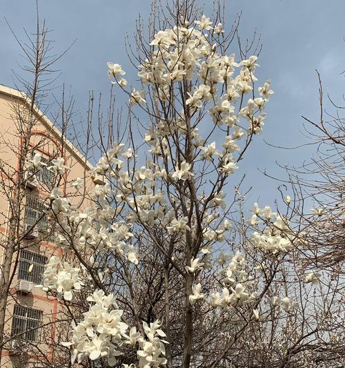 诸城花语江南精装什么样？有哪些特点和优势？