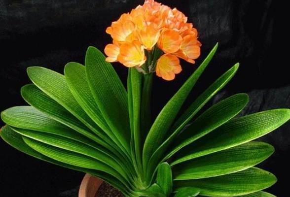 君子兰水晶娃娃开花秘诀是什么？如何正确养护？