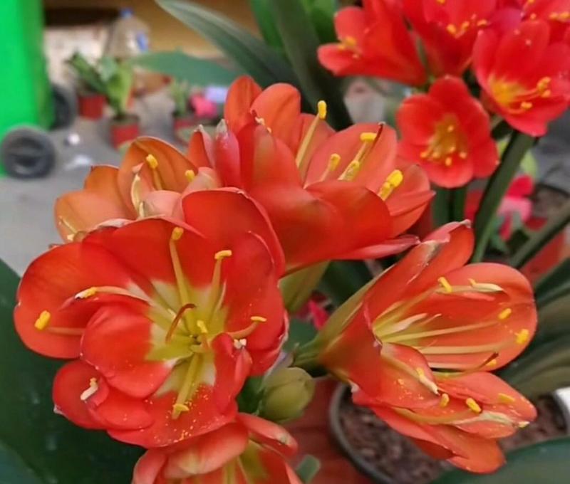 君子兰水晶娃娃开花秘诀是什么？如何正确养护？