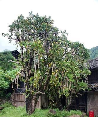 大师仙人掌合成叶子的步骤和技巧是什么？