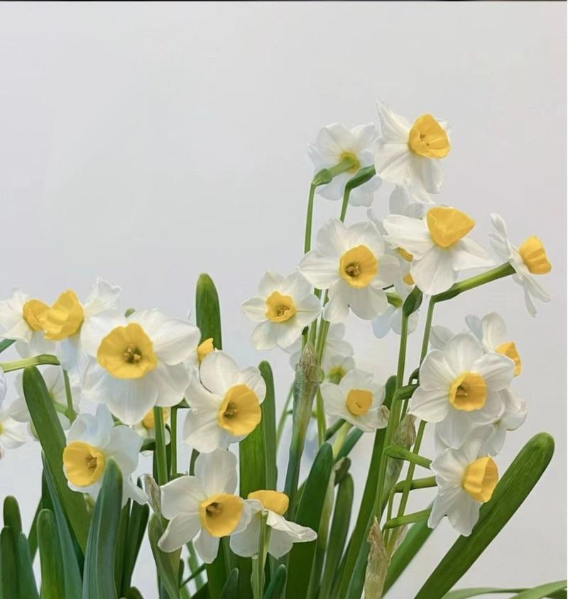 消散花语通常与哪种花相关？