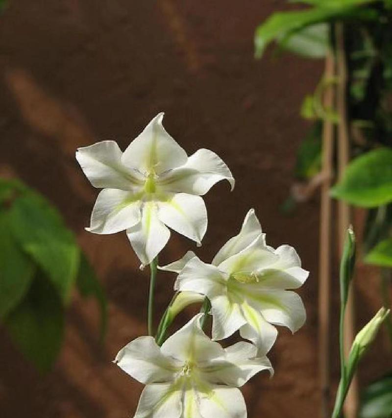消散花语通常与哪种花相关？
