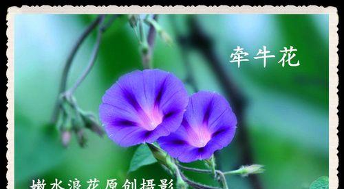 君子兰中蓝色品种有哪些？它们的特点是什么？