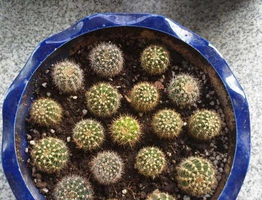 老婆种仙人掌怎么种才能成功？有哪些秘诀？