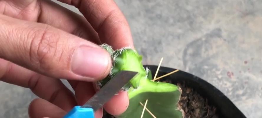 老婆种仙人掌怎么种才能成功？有哪些秘诀？