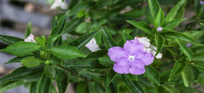 像茉莉花的花语是什么意思？哪种花的花语与茉莉相似？