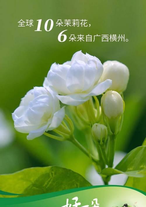 像茉莉花的花语是什么意思？哪种花的花语与茉莉相似？