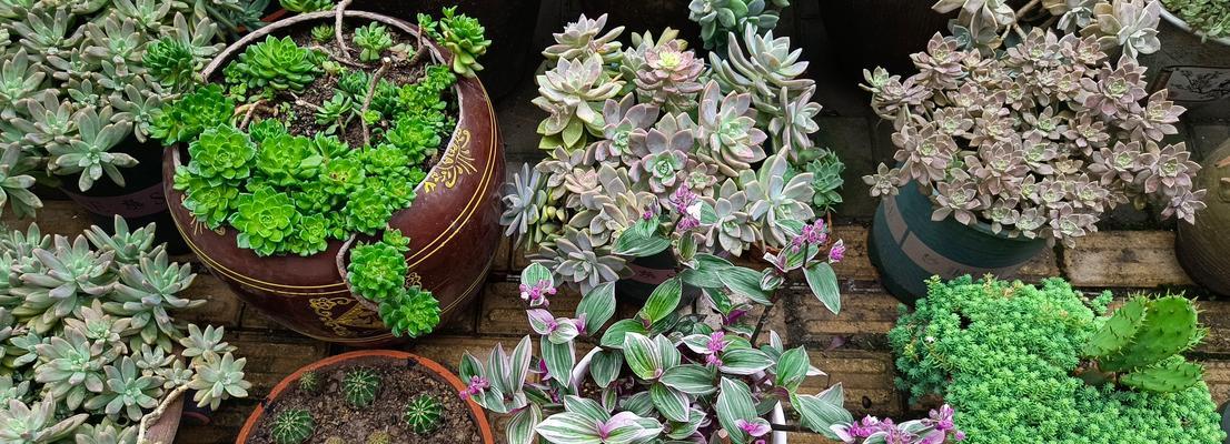 糖果仙人掌植物的养护技巧有哪些？