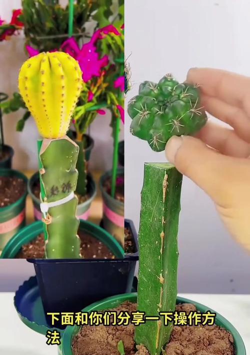 月世界仙人球的种植技巧有哪些？如何保证成活？