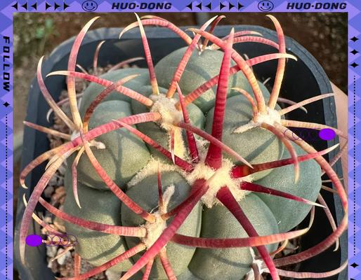 月世界仙人球的种植技巧有哪些？如何保证成活？