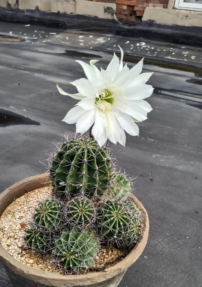 月世界仙人球的种植技巧有哪些？如何保证成活？