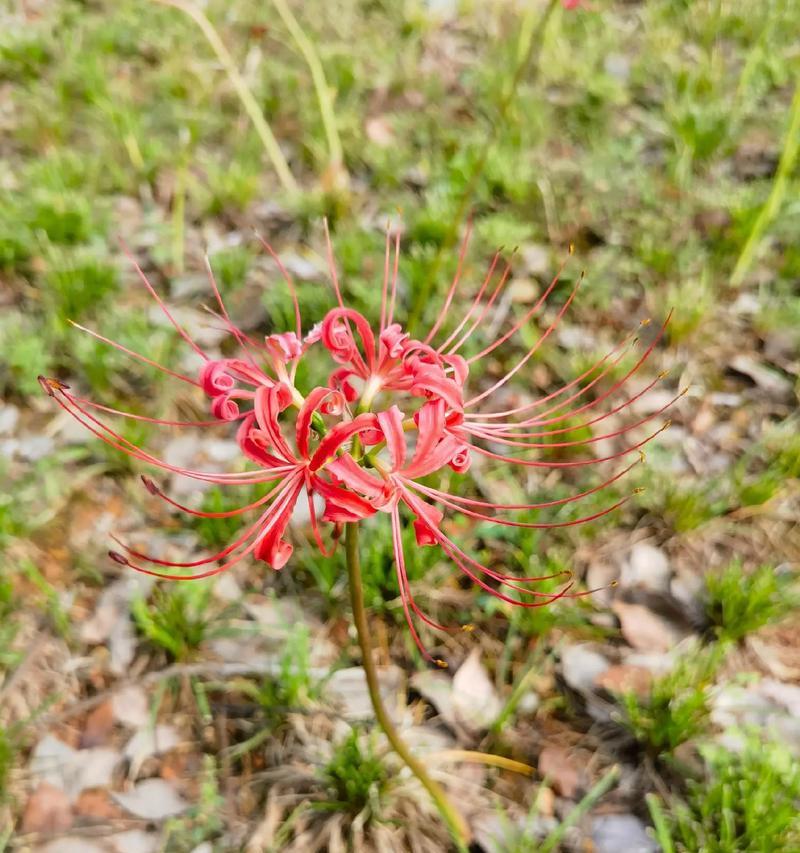 道具优美的花语有何含义？它代表了什么？