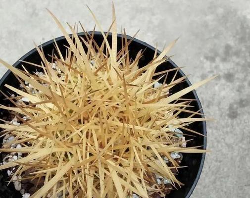 仙人球花盆里应该使用哪种肥料？
