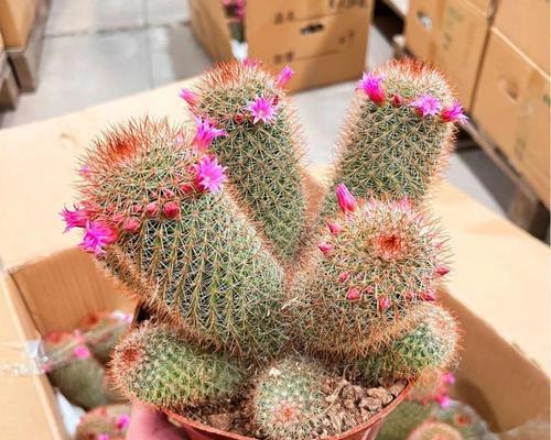 仙人球花盆里应该使用哪种肥料？