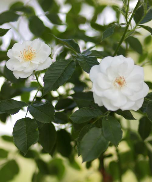 献给佛的鲜花代表什么？花语有何深意？