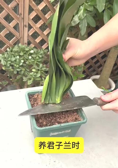 小君子兰盆栽的养护要点是什么？浇水频率应如何掌握？