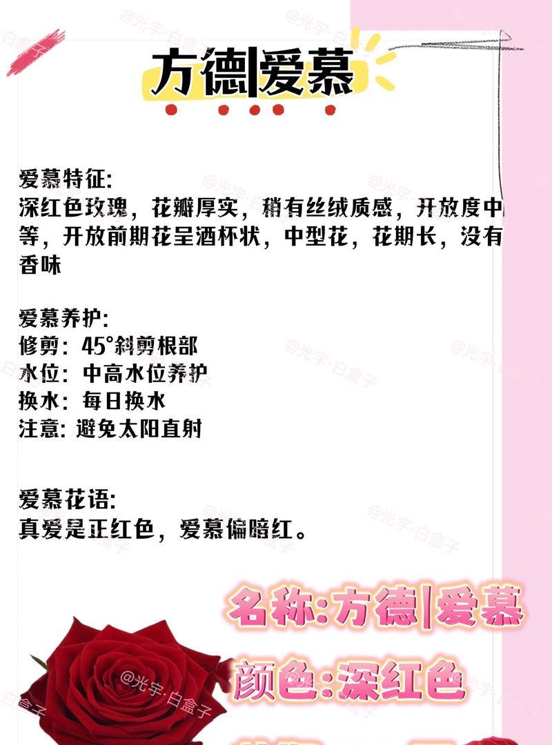 红玫瑰花语代表什么？为何如此受欢迎？