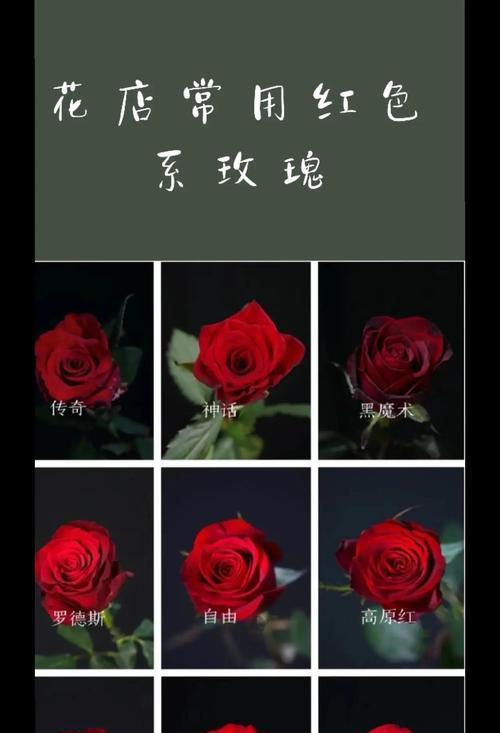 红玫瑰花语代表什么？为何如此受欢迎？